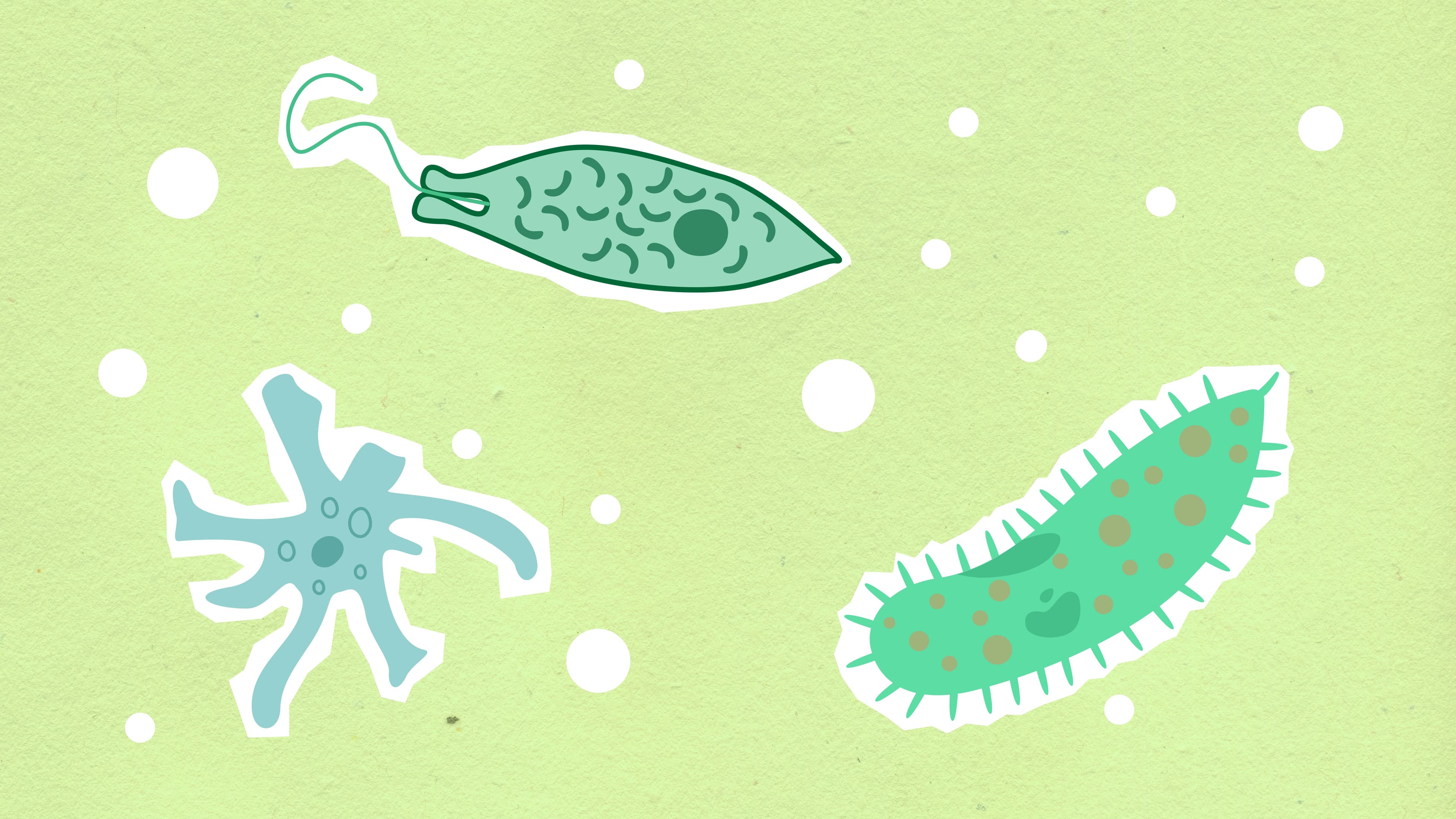 Biology study materials and cell diagrams